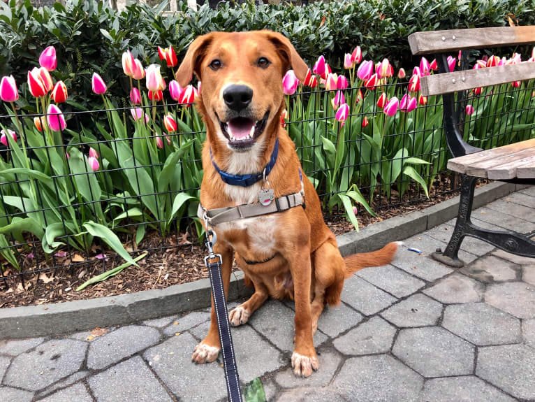Cooper Lane, a German Shepherd Dog and Labrador Retriever mix tested with EmbarkVet.com