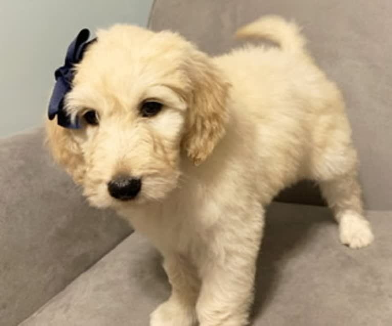 Chloe Grace, a Goldendoodle tested with EmbarkVet.com