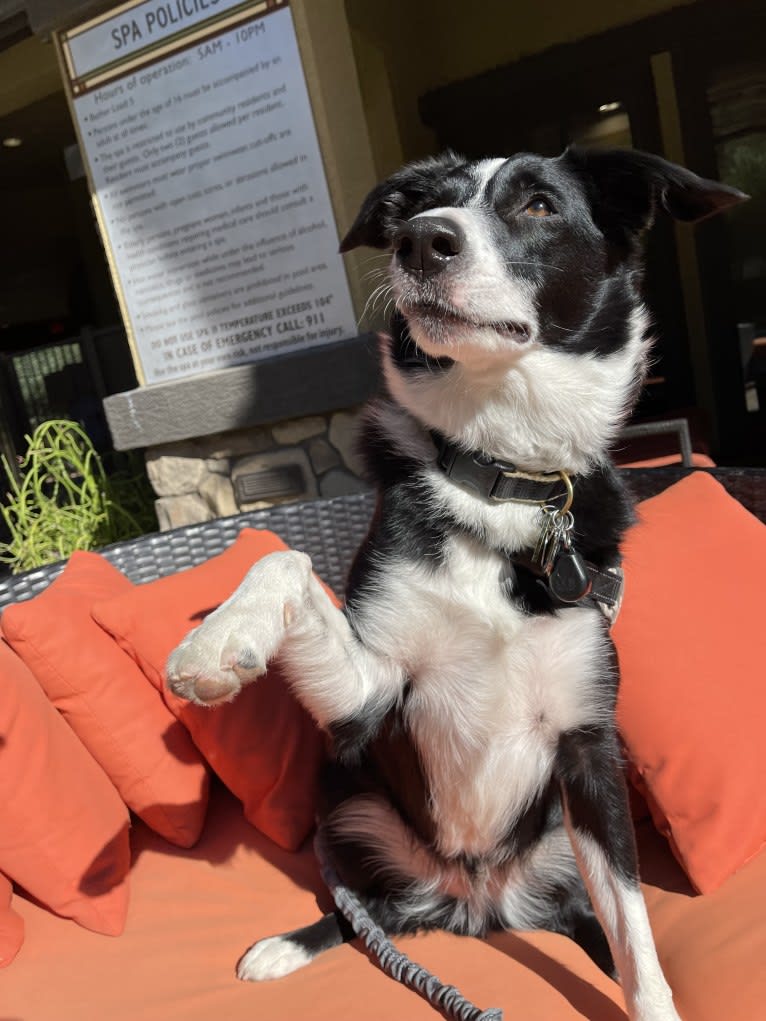 Benjamin, a Border Collie and Australian Shepherd mix tested with EmbarkVet.com