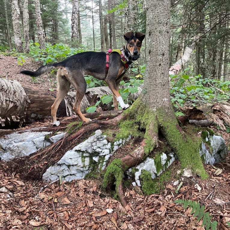 Tozi, an Alaskan-type Husky tested with EmbarkVet.com