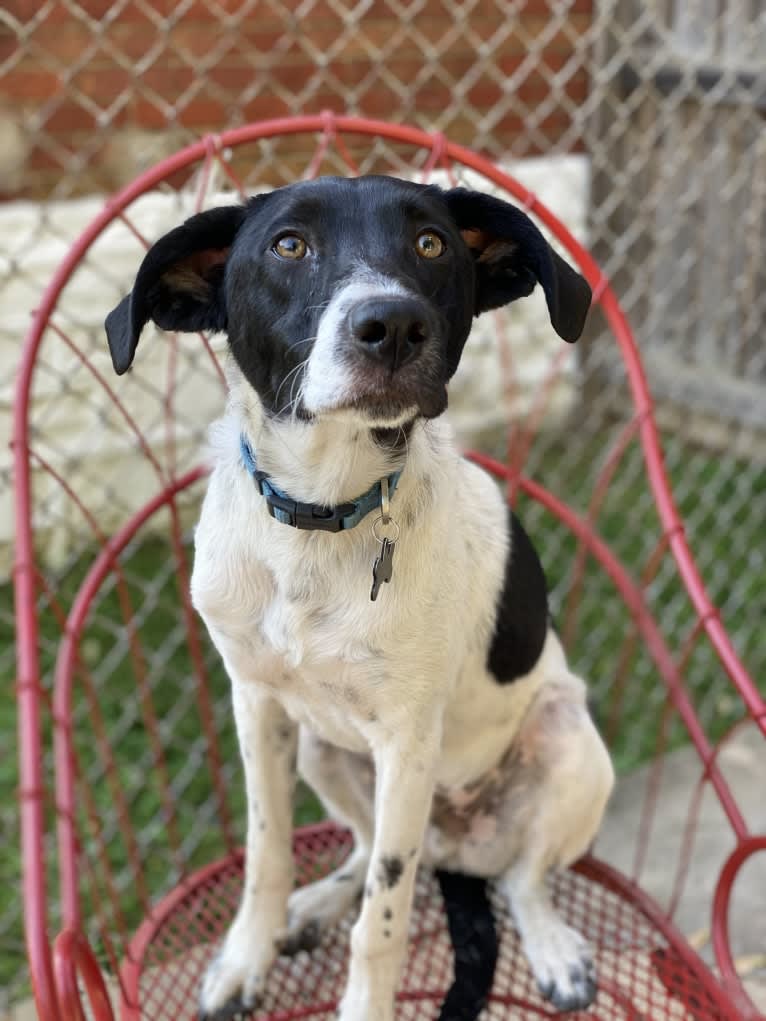 Archie, a Beagle and Australian Cattle Dog mix tested with EmbarkVet.com