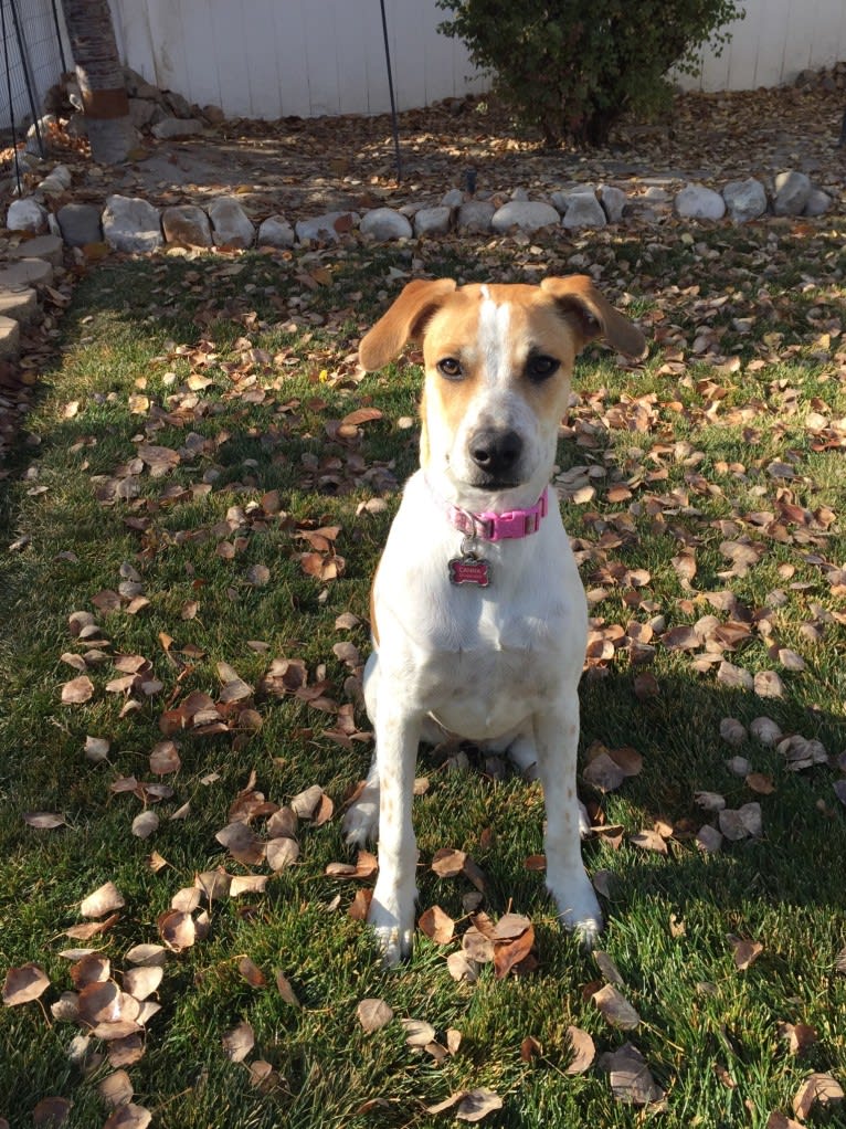 Canna, an American Pit Bull Terrier and Australian Cattle Dog mix tested with EmbarkVet.com