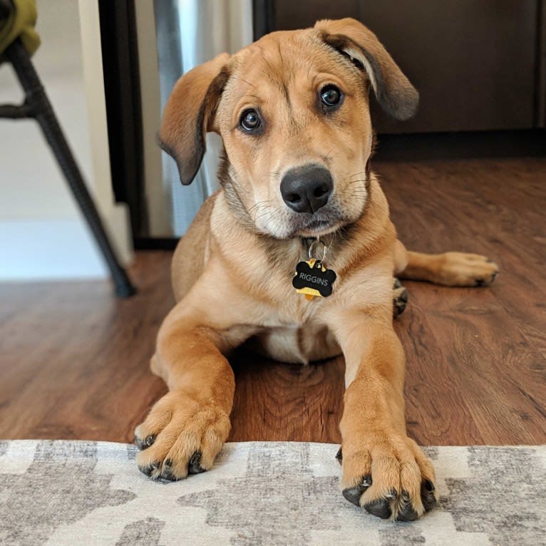 Riggins, a Labrador Retriever and Rottweiler mix tested with EmbarkVet.com