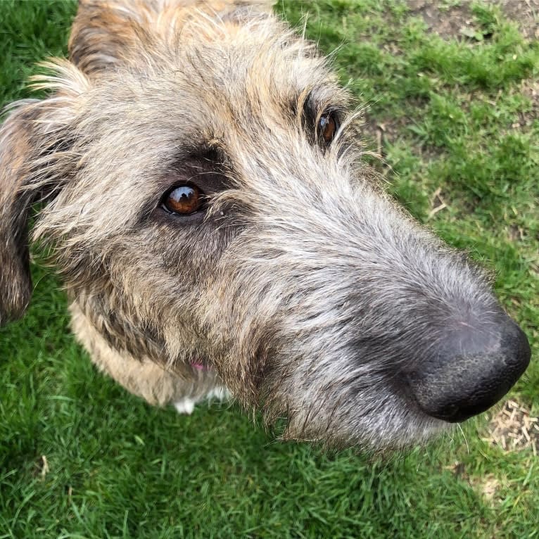 Beatrice, an Irish Wolfhound tested with EmbarkVet.com