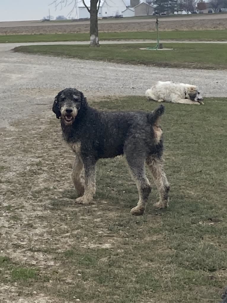 Hank, a Poodle (Standard) tested with EmbarkVet.com