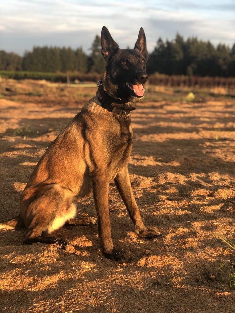 Rook, a Belgian Shepherd tested with EmbarkVet.com