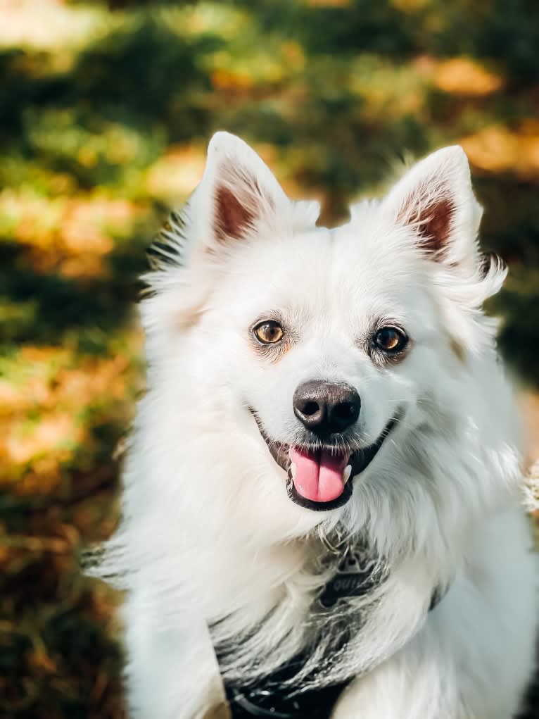 Quill, an American Eskimo Dog tested with EmbarkVet.com