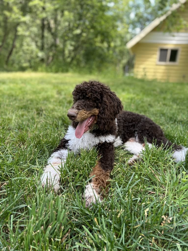 Epic, a Poodle (Standard) tested with EmbarkVet.com