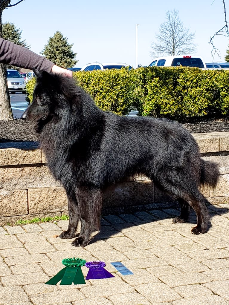 Flynn, a Belgian Shepherd tested with EmbarkVet.com