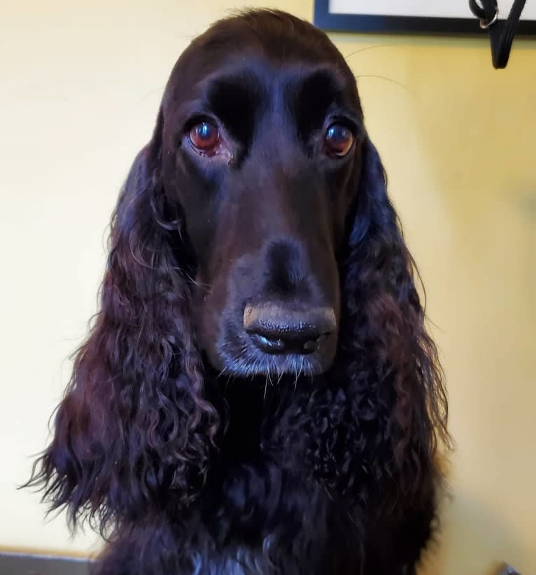 Willow, a Field Spaniel tested with EmbarkVet.com