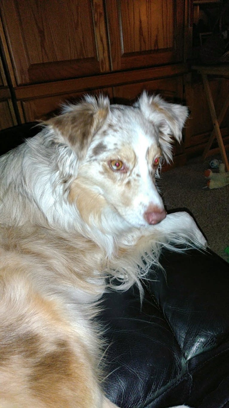 Brizzie, an Australian Shepherd tested with EmbarkVet.com