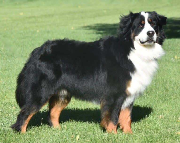 Sitka Fowlers Land aka "Uli", a Bernese Mountain Dog tested with EmbarkVet.com