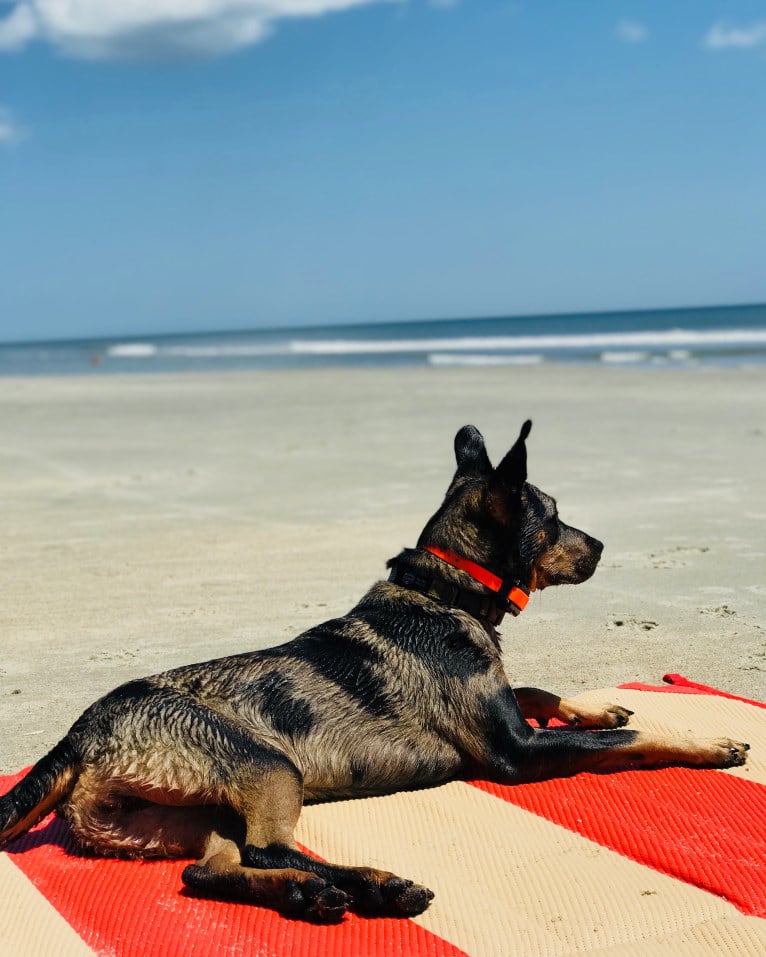 Rhett, a Catahoula Leopard Dog and Siberian Husky mix tested with EmbarkVet.com