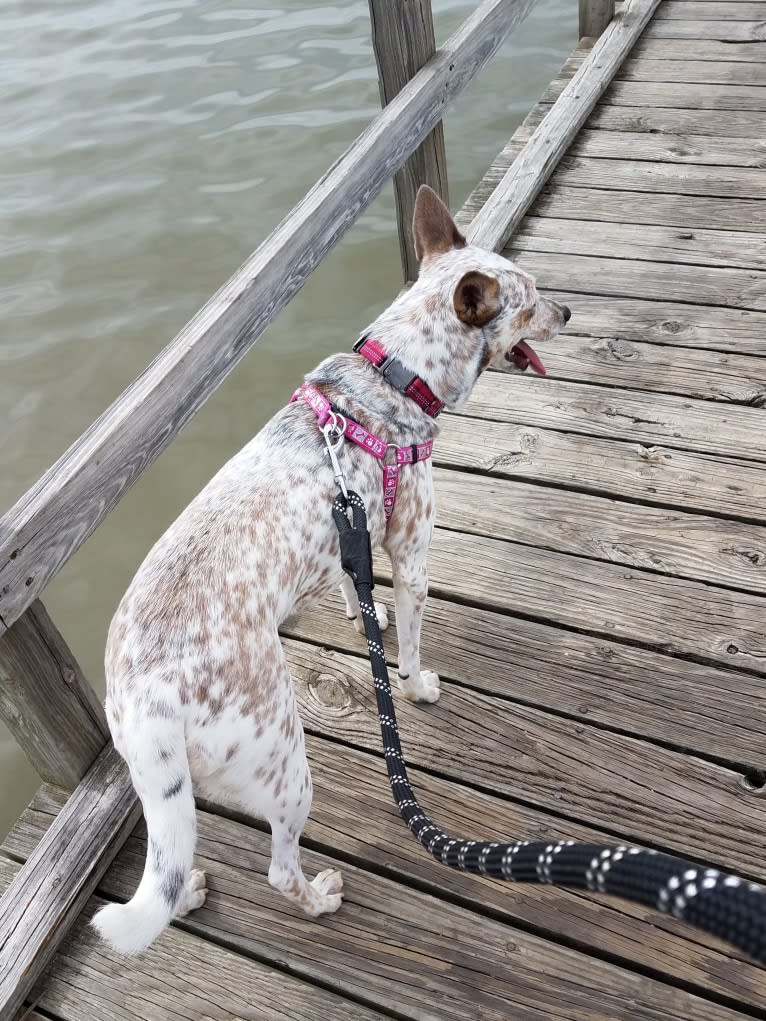 Bella, an Australian Cattle Dog and Catahoula Leopard Dog mix tested with EmbarkVet.com