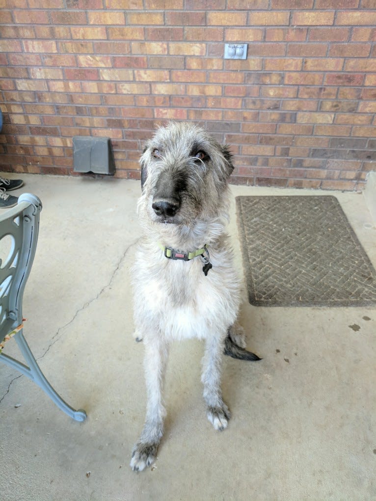 Shadow, an Irish Wolfhound tested with EmbarkVet.com