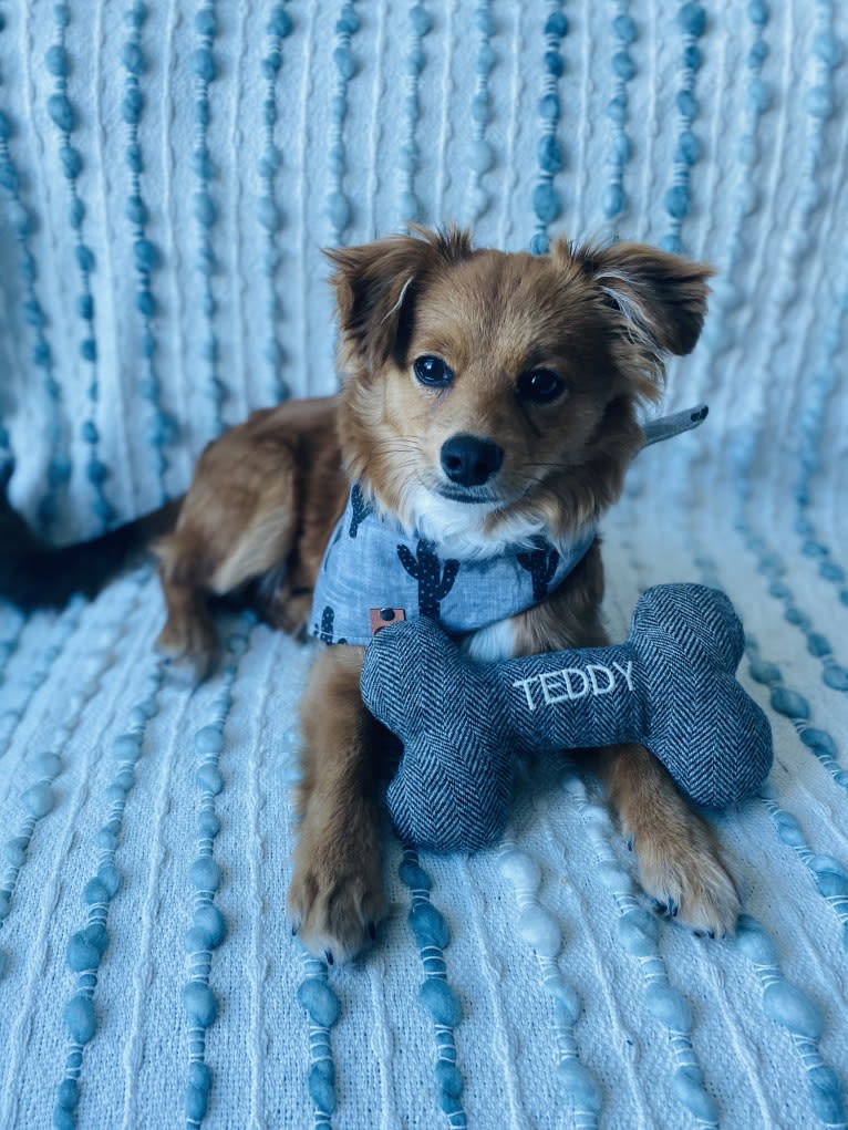 Teddy, a Chihuahua and Poodle (Small) mix tested with EmbarkVet.com