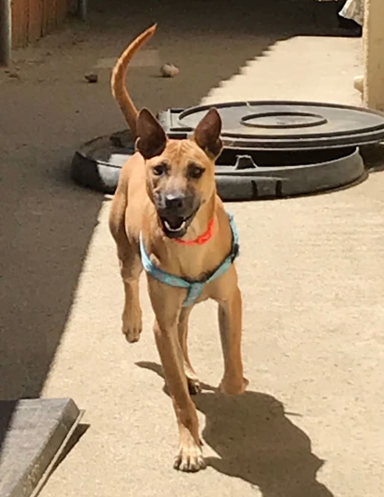 FREEDOM, a Phu Quoc Ridgeback tested with EmbarkVet.com