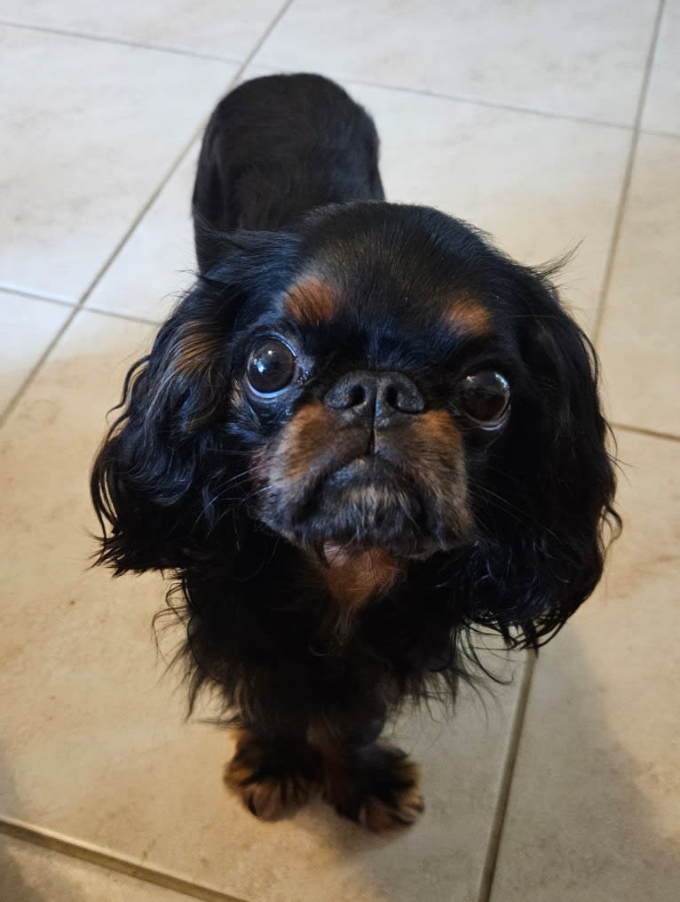 Scamp, an English Toy Spaniel tested with EmbarkVet.com