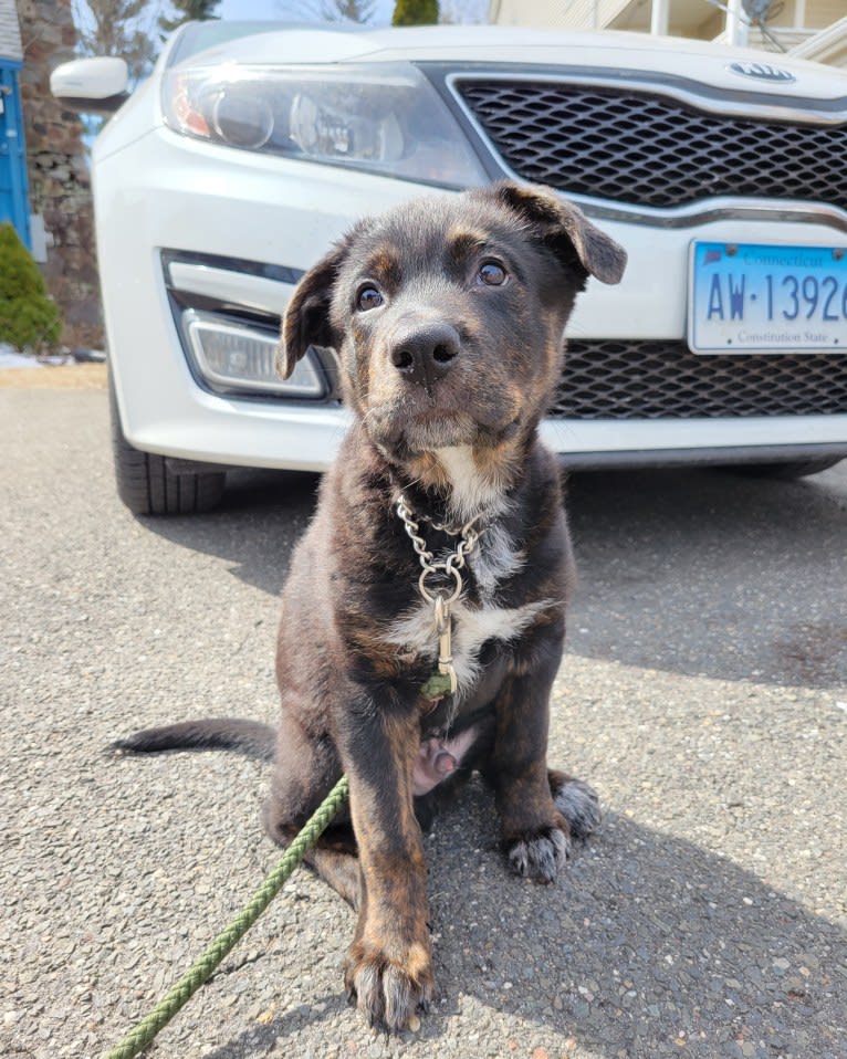 Zuko, a German Shepherd Dog and Rottweiler mix tested with EmbarkVet.com