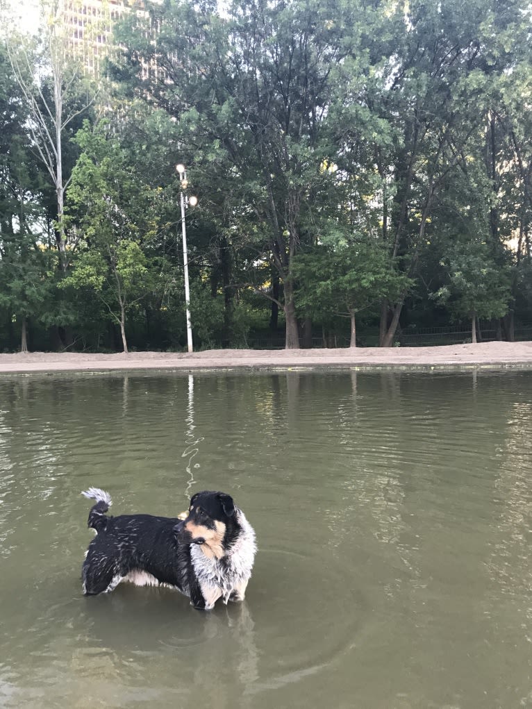 Aspen, an Australian Cattle Dog and Chow Chow mix tested with EmbarkVet.com