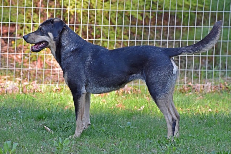 River, a Catahoula Leopard Dog and Labrador Retriever mix tested with EmbarkVet.com