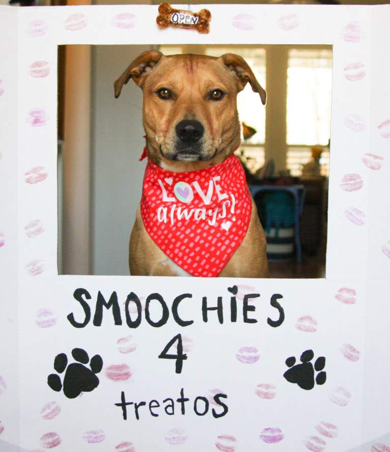 Everest, an American Pit Bull Terrier and Chow Chow mix tested with EmbarkVet.com