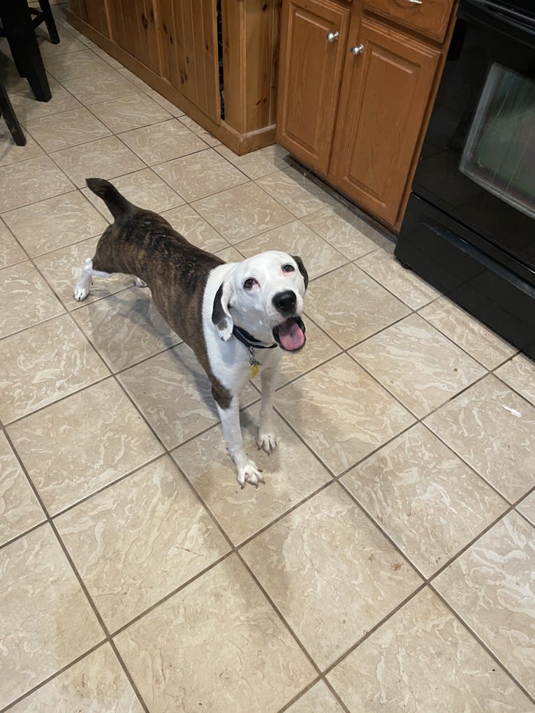 Luna, a Mountain Cur and Treeing Walker Coonhound mix tested with EmbarkVet.com