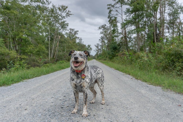 Banjo, an Australian Cattle Dog and Chow Chow mix tested with EmbarkVet.com