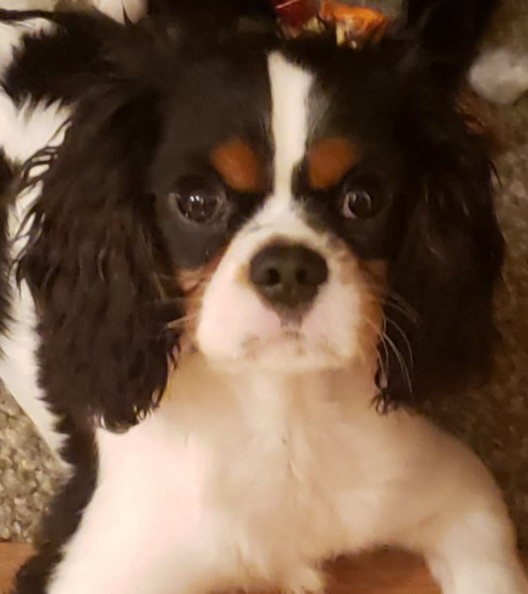 Iver McDerMutt, a Cavalier King Charles Spaniel tested with EmbarkVet.com