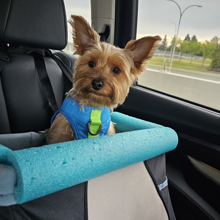 Charlie, a Yorkshire Terrier tested with EmbarkVet.com