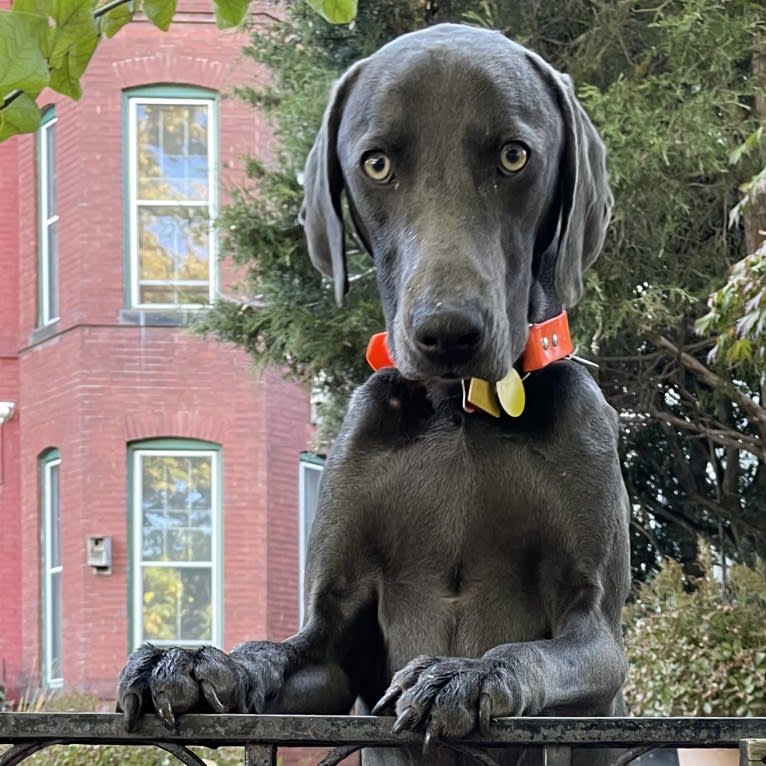 Remy, a Weimaraner tested with EmbarkVet.com