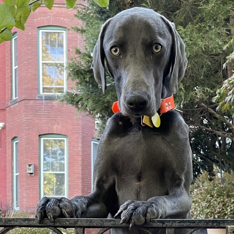 Remy, a Weimaraner tested with EmbarkVet.com