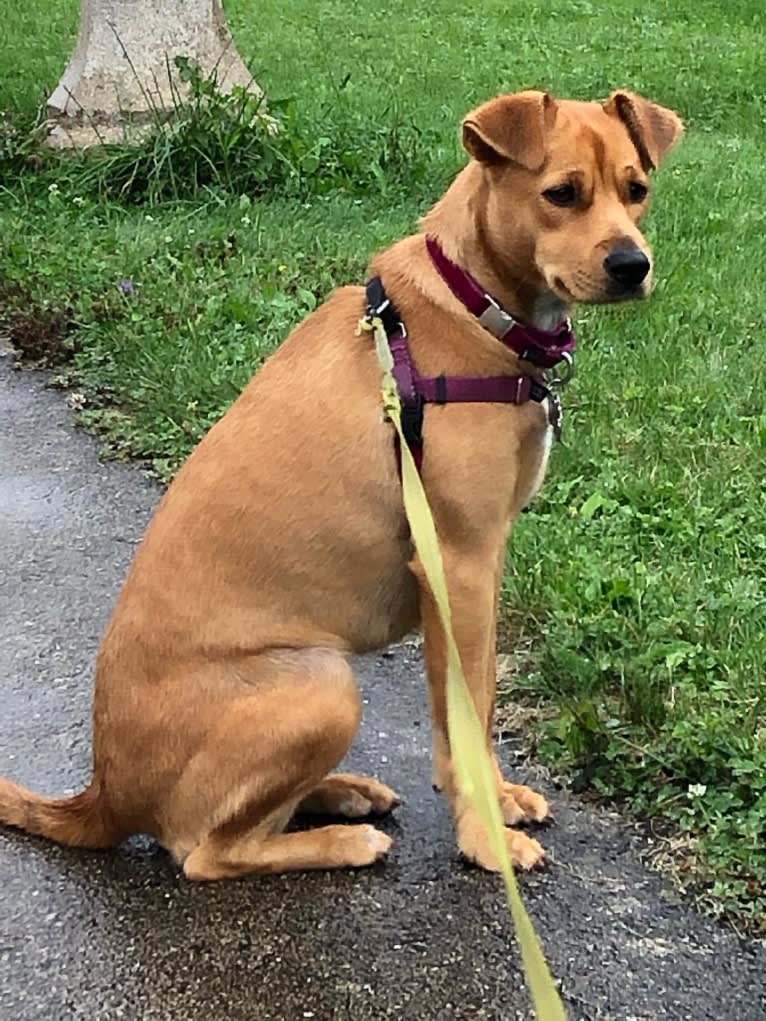 Mina, a Golden Retriever and American Pit Bull Terrier mix tested with EmbarkVet.com