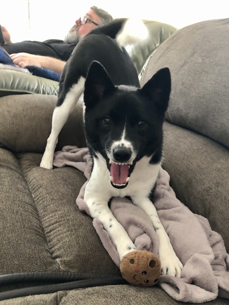 Oreo, a Shiba Inu tested with EmbarkVet.com