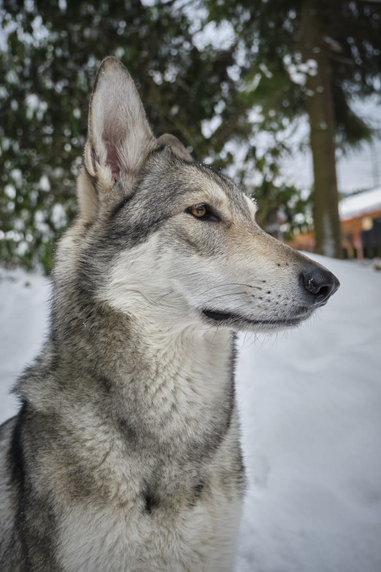 Nena Shadow de In fine mundi, a Saarloos Wolfdog tested with EmbarkVet.com