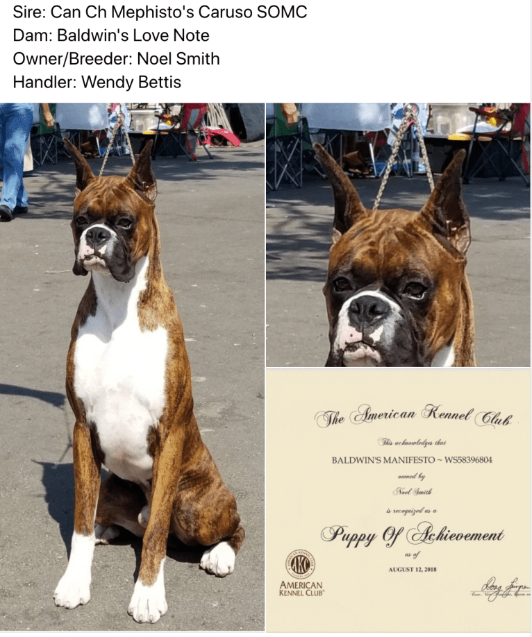 Whiskey - Baldwin's Love Note, a Boxer tested with EmbarkVet.com