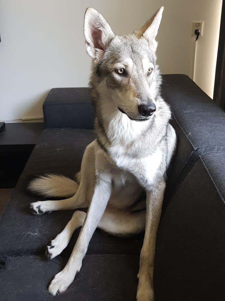 Ishtar (Estrella v.d. Scheldeschorre), a Saarloos Wolfdog tested with EmbarkVet.com