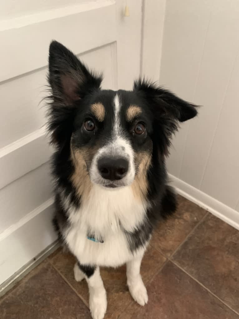 Tim, an Australian Shepherd tested with EmbarkVet.com