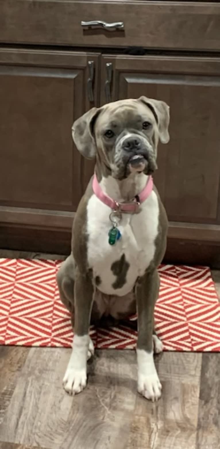 Willow Grace, a Boxer tested with EmbarkVet.com
