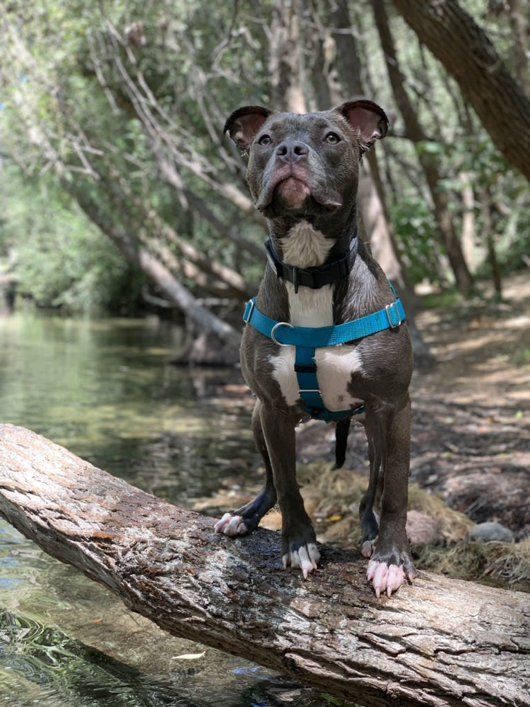 Indigo, an American Bully tested with EmbarkVet.com