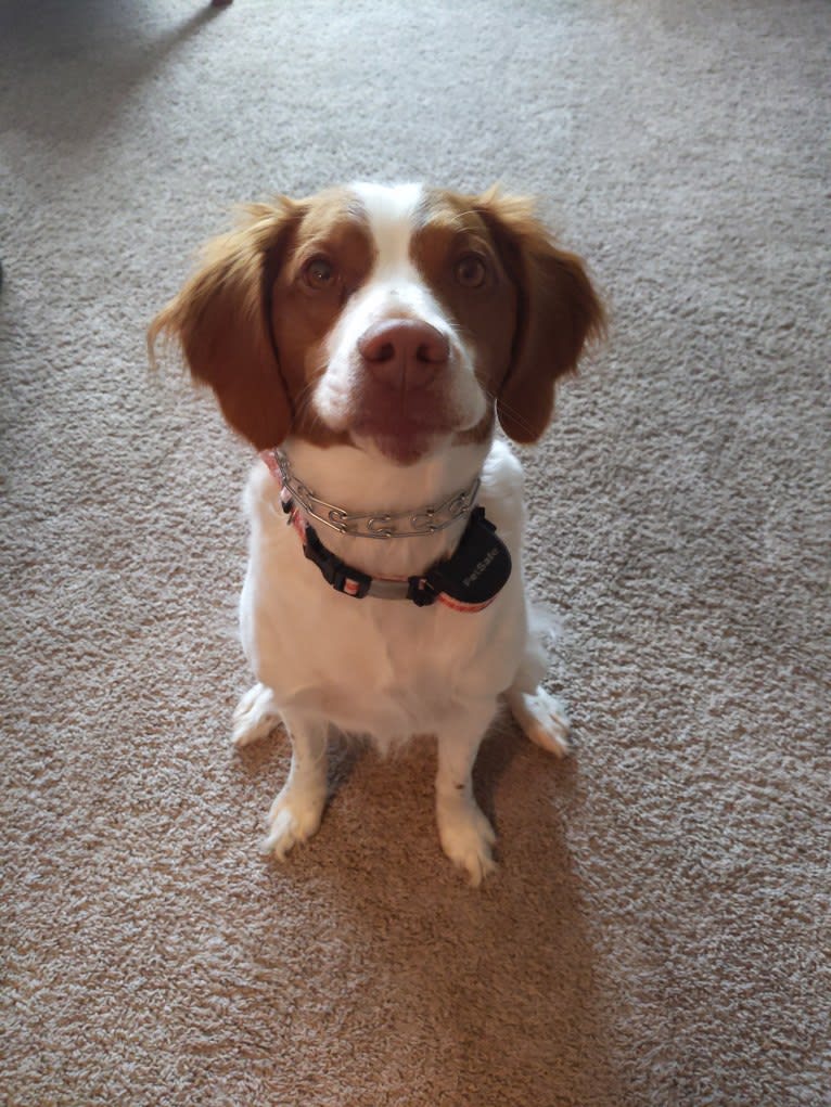Marlowe, a Brittany tested with EmbarkVet.com