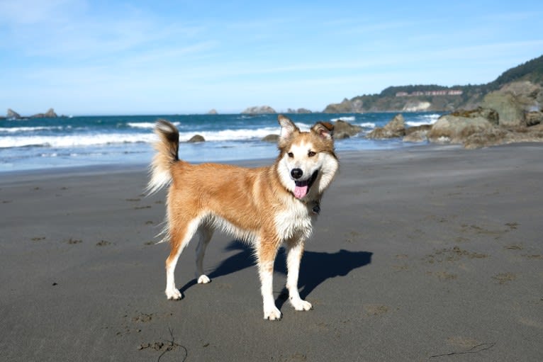 Indy, an Australian Shepherd and Border Collie mix tested with EmbarkVet.com