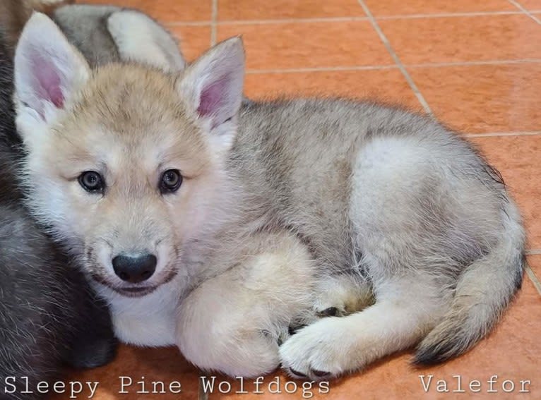 Valefor a dog tested with EmbarkVet.com