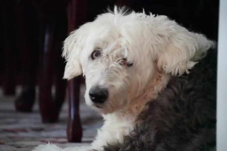 Sophie, an Old English Sheepdog tested with EmbarkVet.com