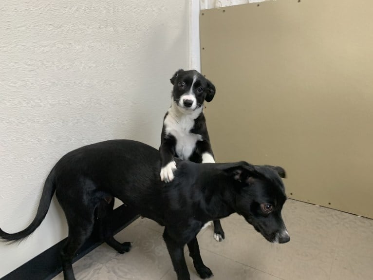 Petunia, an Australian Cattle Dog and Beagle mix tested with EmbarkVet.com