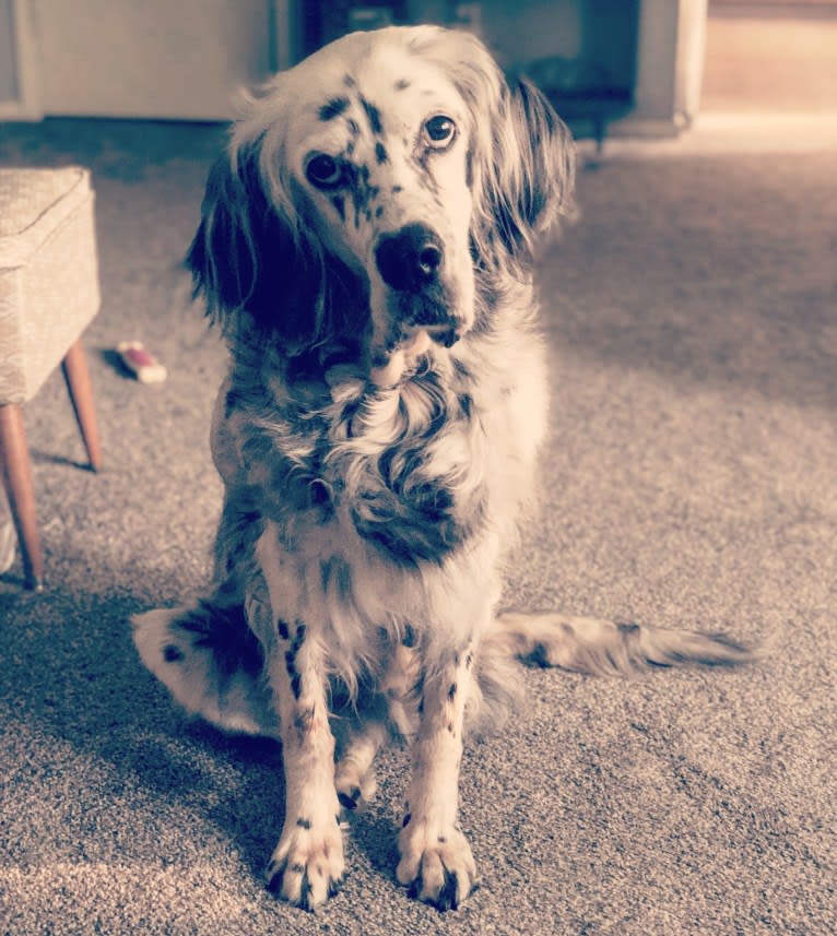 Velma, an English Setter (27.4% unresolved) tested with EmbarkVet.com