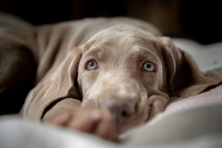 Angenehm's I Don't Need a Crown at Greyhaus, a Weimaraner tested with EmbarkVet.com