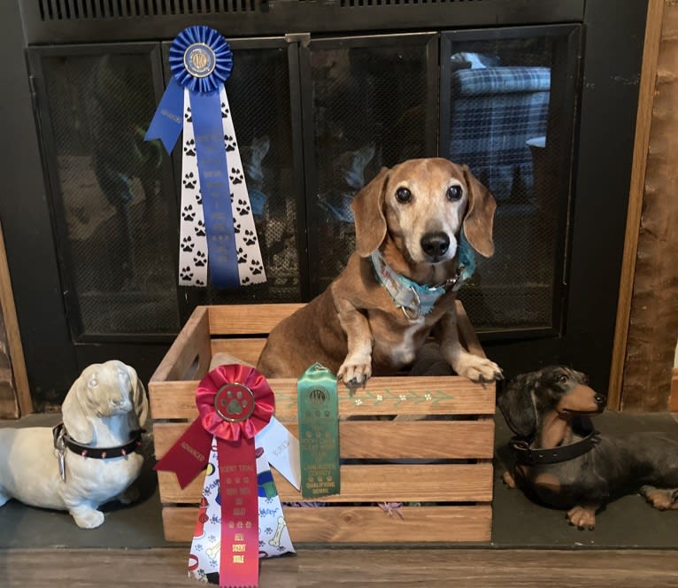 URO3 NI NE Jacob Levi RI SWA SHDNE CGCA TKP RATN RL1X RL2 RLV2X CW-ARA CW-DDA CW-Ob2A, a Dachshund tested with EmbarkVet.com
