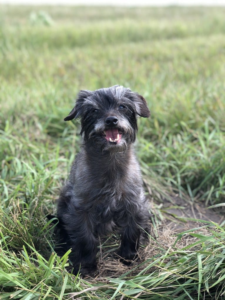 Toto, a Yorkshire Terrier and Dachshund mix tested with EmbarkVet.com