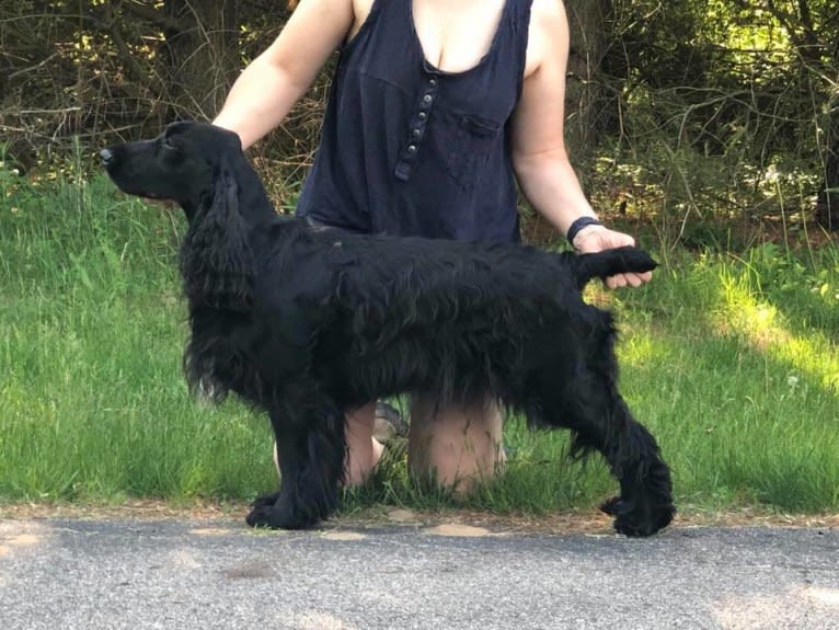 Willow, a Field Spaniel tested with EmbarkVet.com